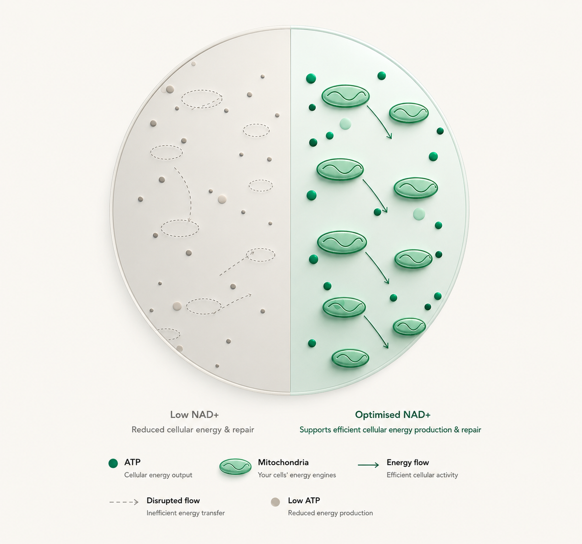 What NAD+ does inside your cells